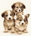 Trio de chiots