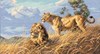 African Lions